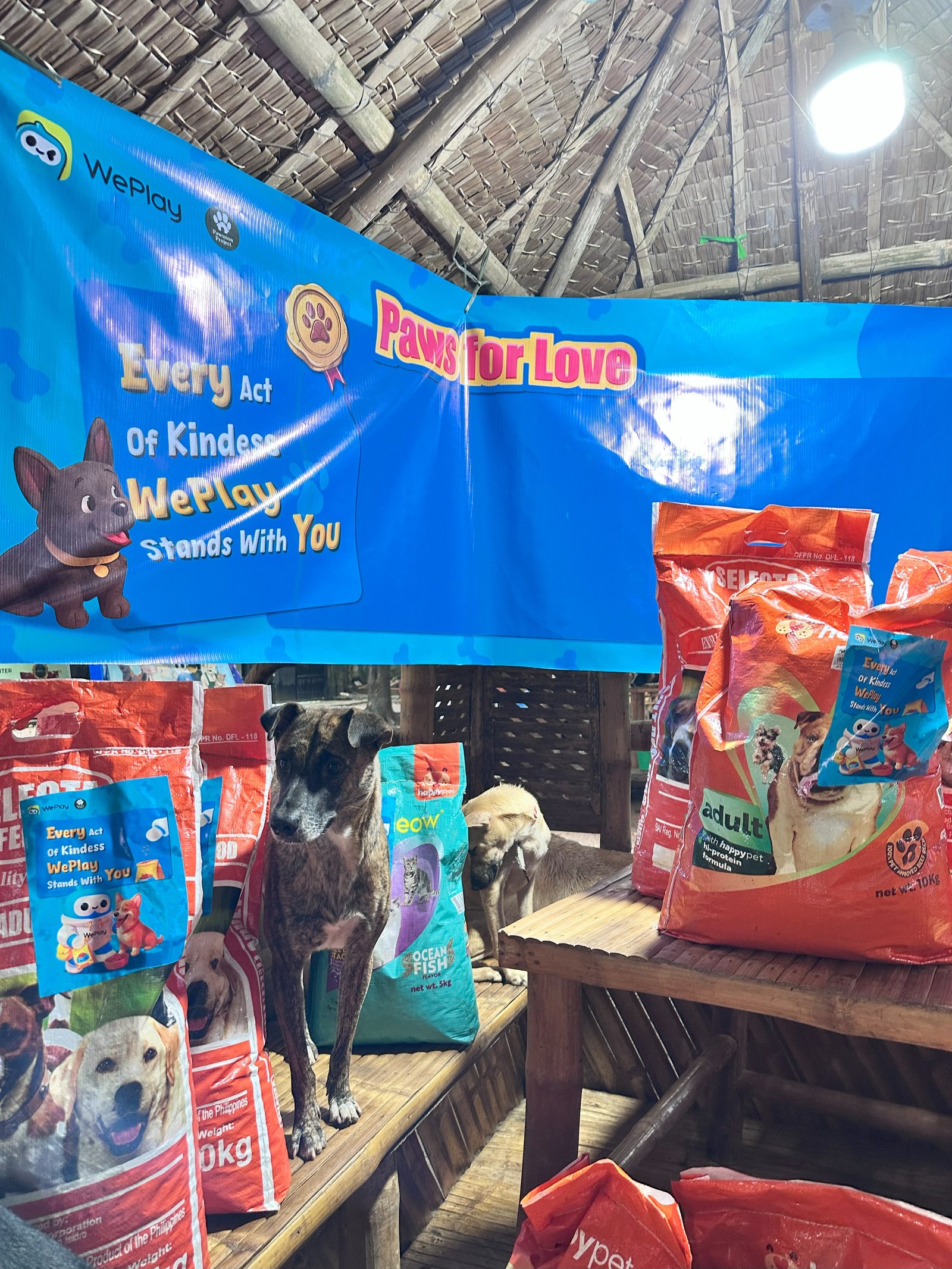 WePlay Charity Initiative International Dog Day: Join “Paws for Love” to Ignite Hope for Stray Animals!